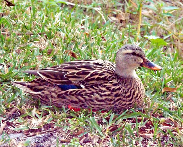 Duck 1